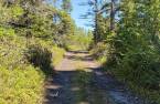 Wooded area