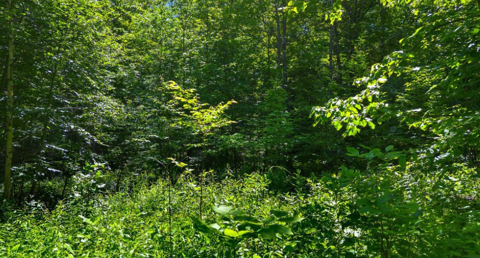 Terre/Terrain