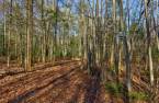 Terre/Terrain