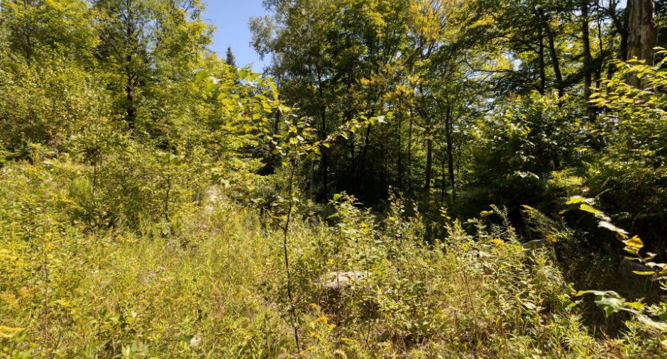 Terre/Terrain