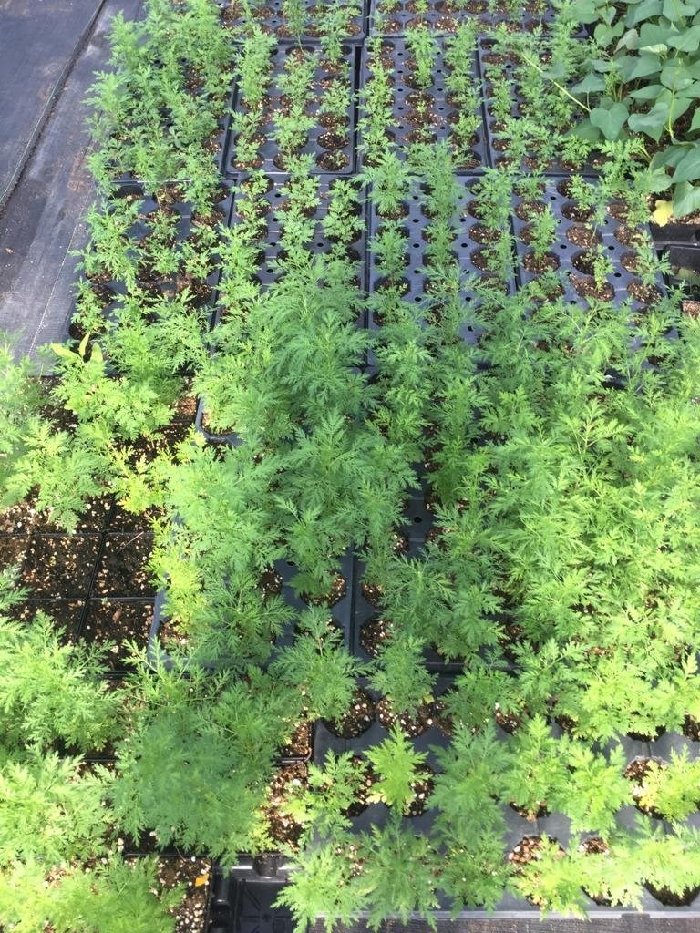 Jardin