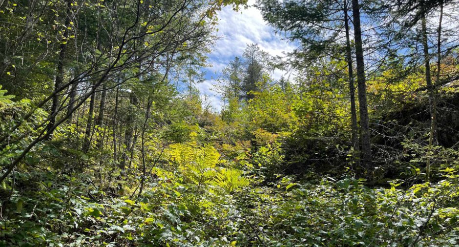 Terre/Terrain