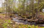 Wooded area