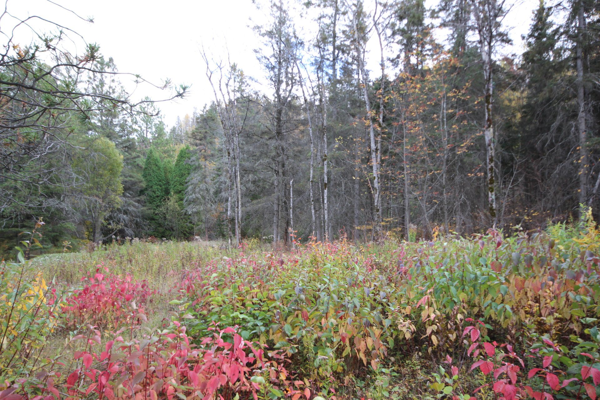 Boul. du Saguenay O. — photo 3