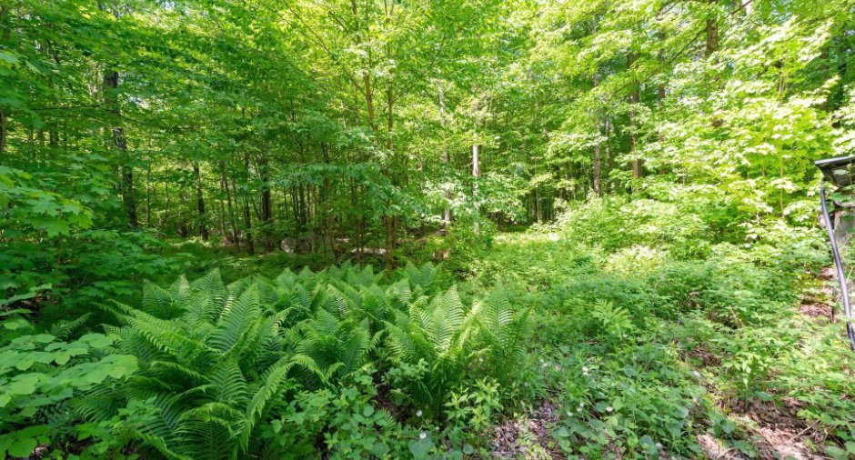 Terre à bois