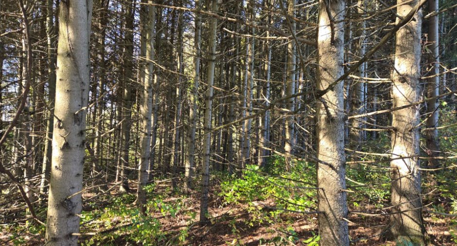 Terre à bois