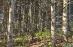 Terre à bois