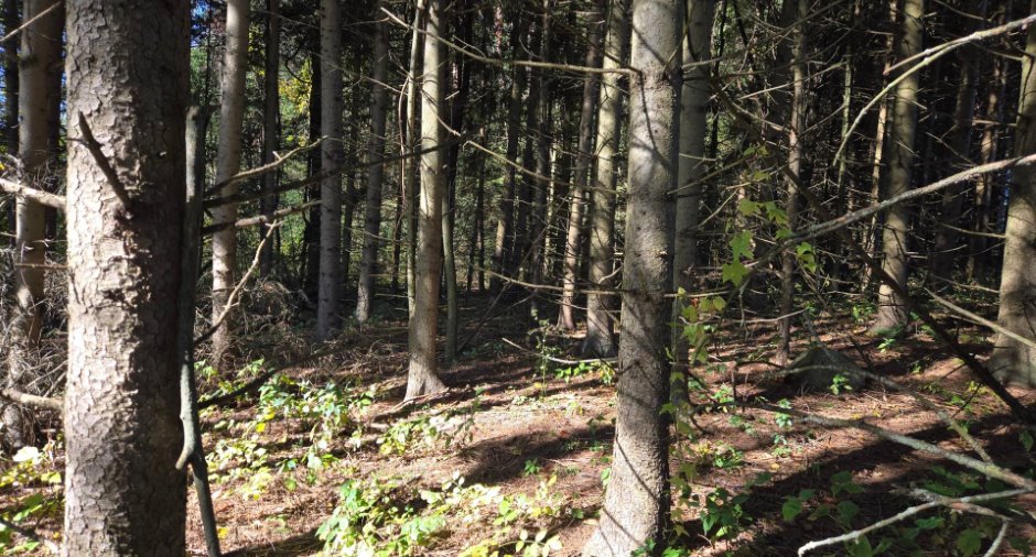 Terre à bois