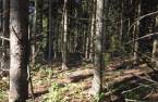 Terre à bois