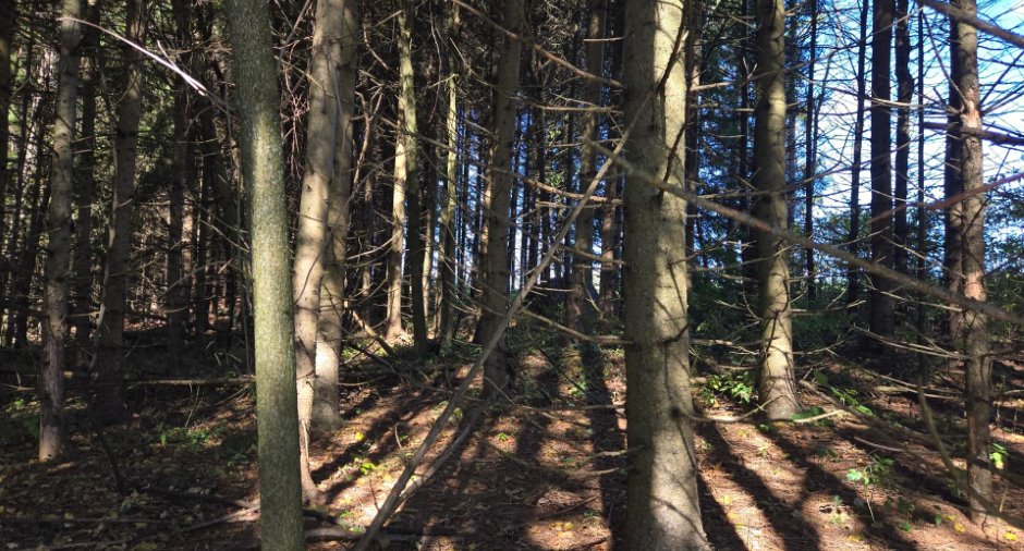Terre à bois