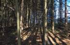 Terre à bois
