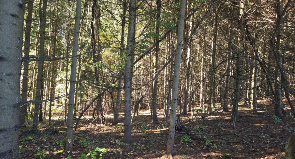 Terre à bois