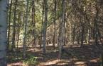 Terre à bois