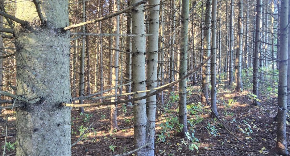 Terre à bois