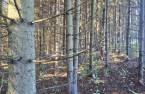 Terre à bois