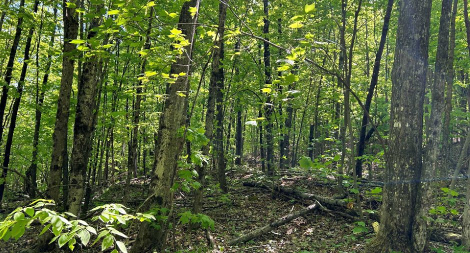 Terre/Terrain
