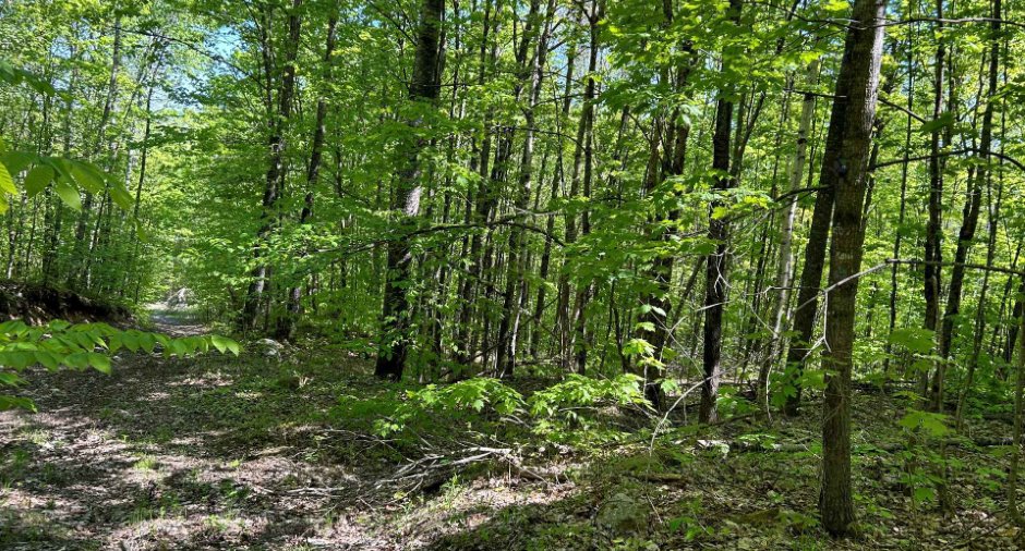 Terre/Terrain