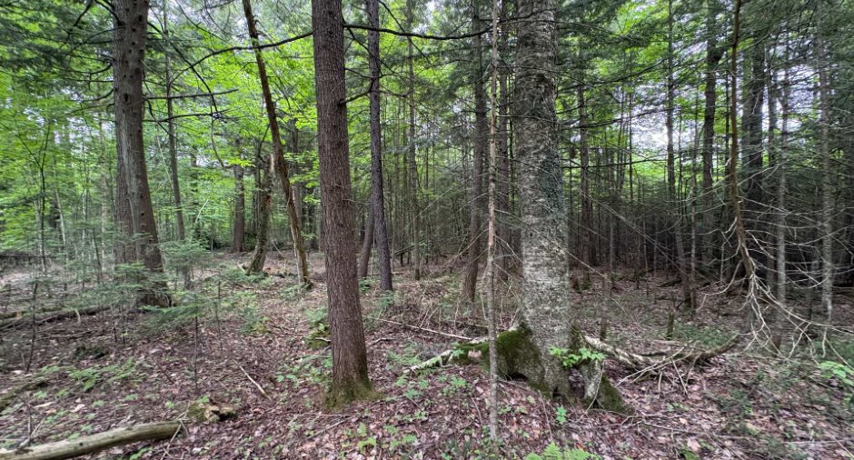 Land/Lot