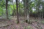 Land/Lot