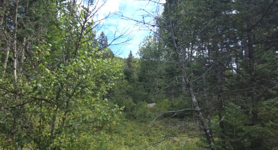 Terre/Terrain