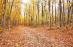 Terre/Terrain