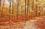 Terre/Terrain