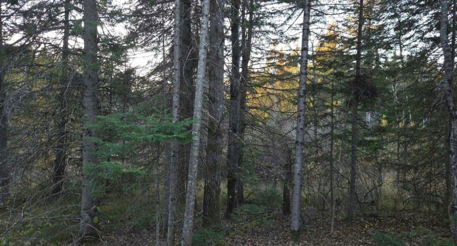 Terre/Terrain