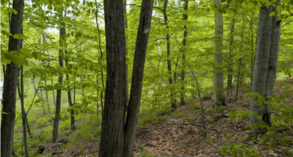 Terre/Terrain