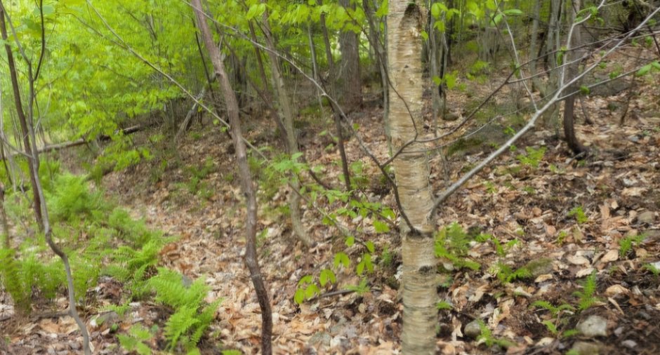 Terre/Terrain
