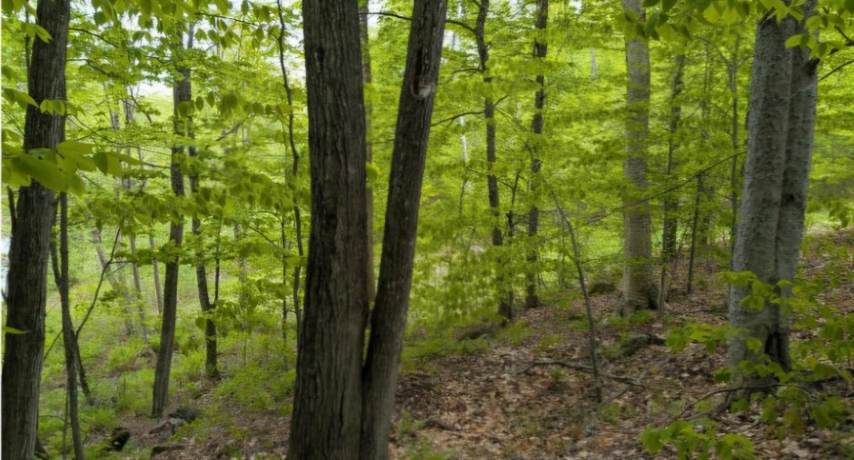 Terre/Terrain