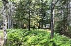 Wooded area