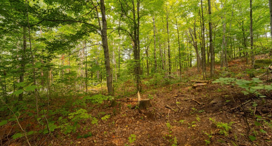 Terre/Terrain