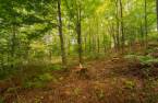 Terre/Terrain