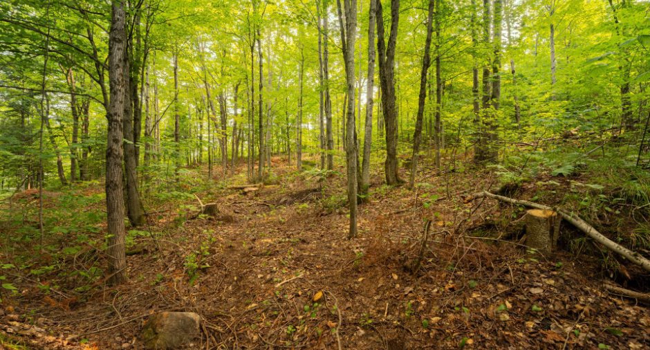 Terre/Terrain