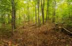 Terre/Terrain