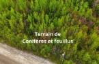 Terre/Terrain