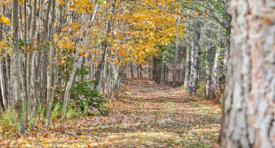 Land/Lot