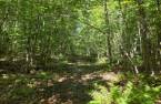 Terre à bois