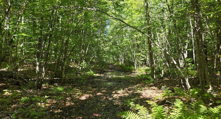 Terre à bois