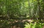 Terre à bois
