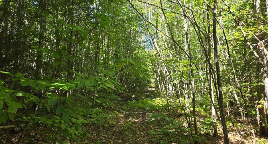 Terre à bois