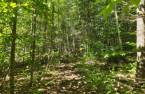 Terre/Terrain