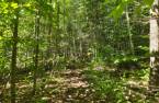 Terre/Terrain