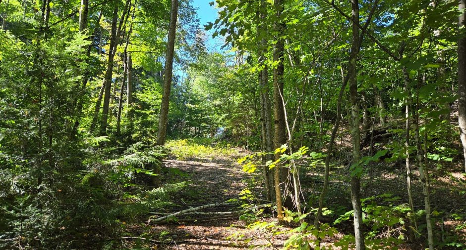 Terre à bois