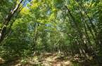 Terre à bois