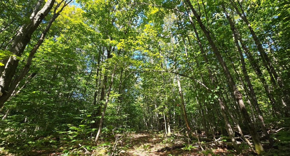 Terre à bois