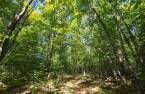 Terre à bois