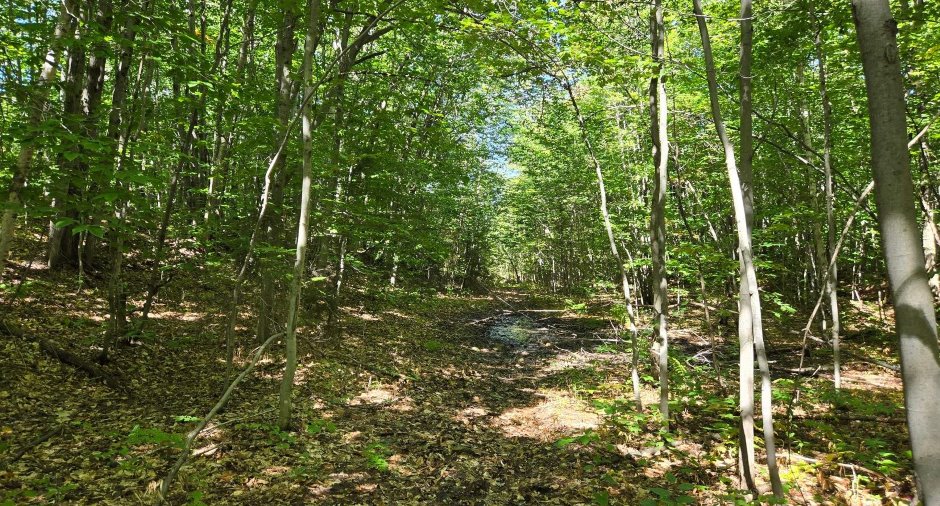 Terre à bois