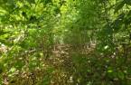 Terre à bois