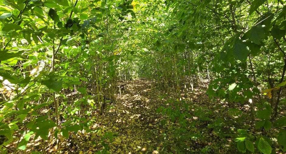 Terre à bois